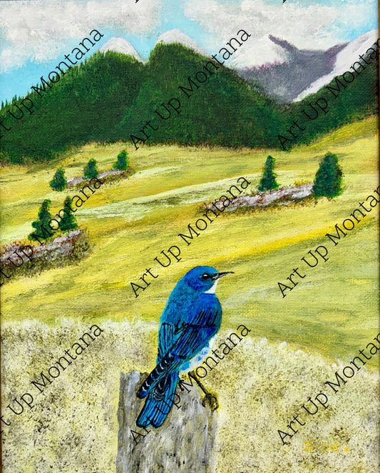 Western Bluebird